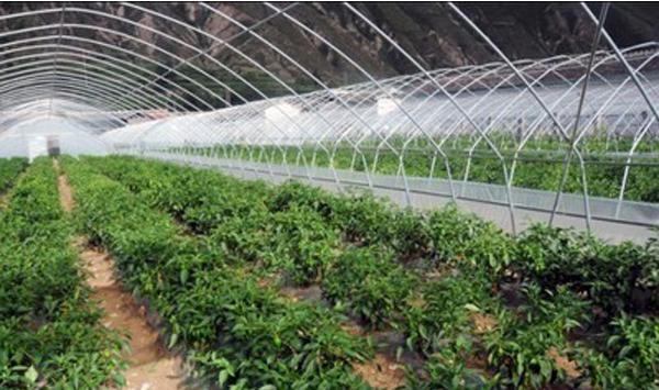 蔬菜定植管理