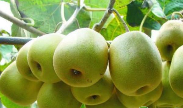 猕猴桃种植：刚买回来的猕猴桃幼苗要如何管理？