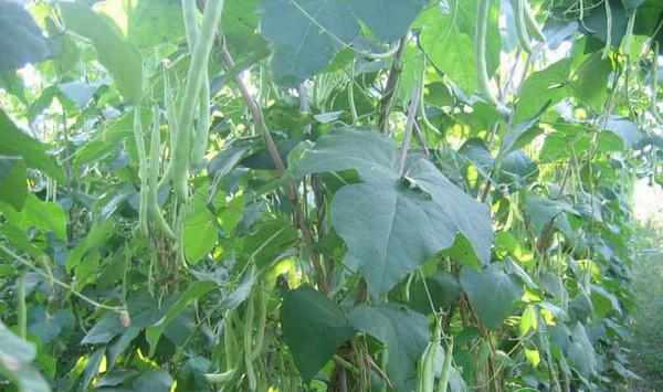 四季豆种植条件及田间管理注意事项