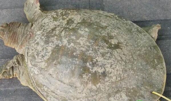 甲鱼繁殖技术及管理要点