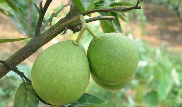 柚子种植技术