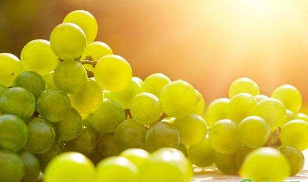 葡萄减轻病虫害、减少农药施用量的避雨栽培技术