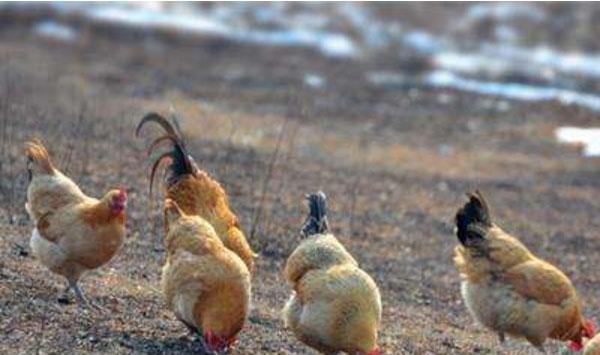 蛋鸡兽用抗菌药使用减量化综合养殖技术