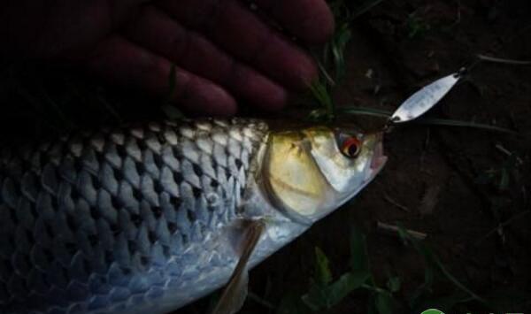 赤眼鳟鱼苗鱼种培育技术及病害防治措施