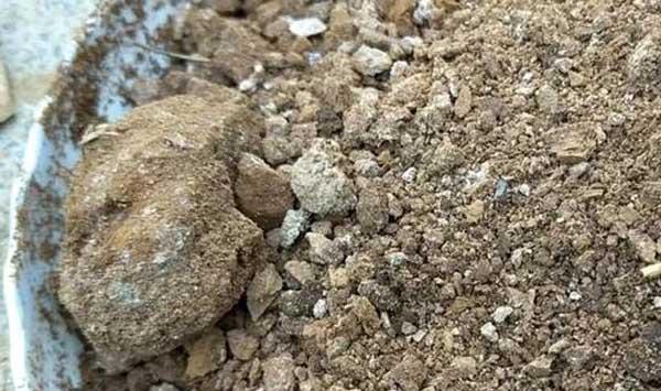 种菜施肥技巧