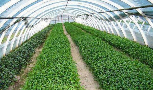 大棚蔬菜种植误区