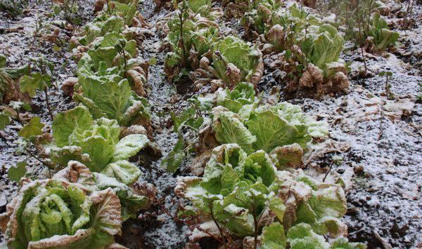 冬季蔬菜低温冷害、冻害的补救措施