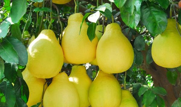 柚子收获后需要做的几项果园管理工作