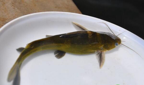 提高黄颡鱼鱼苗发花成活率的养殖方法