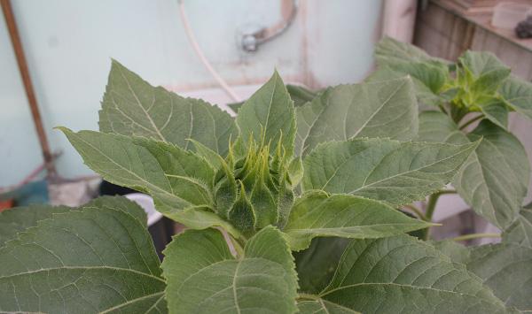 农作物预防农药药害