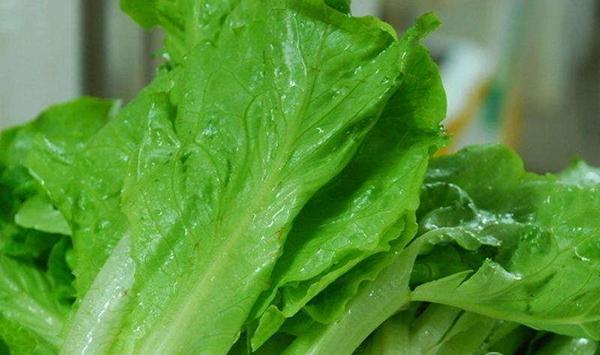 家庭阳台生菜种植方法步骤