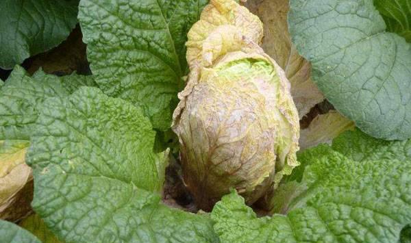 萝卜白菜软腐病介绍