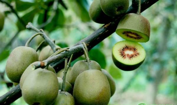 果树病虫害防治，常用的无公害农药有哪些？