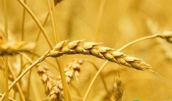 新时代的小麦种植技巧介绍