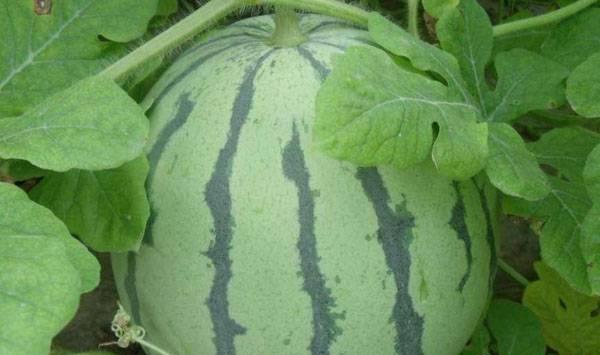 西瓜追肥有哪些注意事项？西瓜追肥五不要！