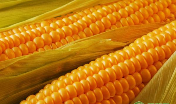 玉米地膜覆盖栽培技术有哪些推广难点？如何有效解决？