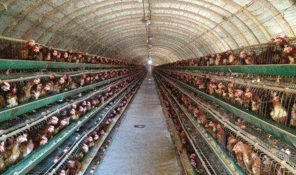 鸡舍建造要求