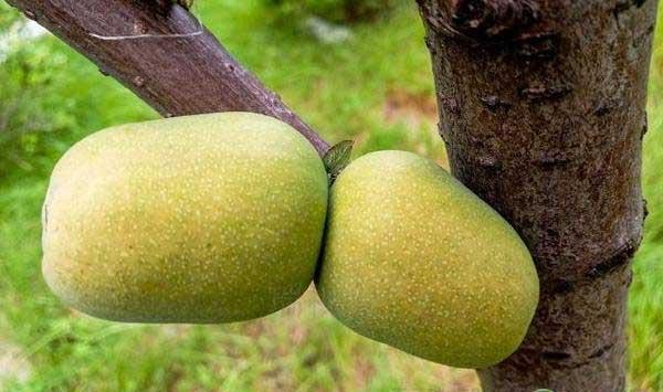木瓜的种植技术