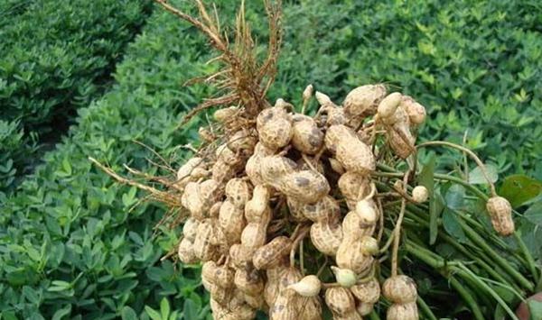 花生高产种植管理技术要点