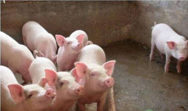 猪寄生虫病的危害及其防控措施