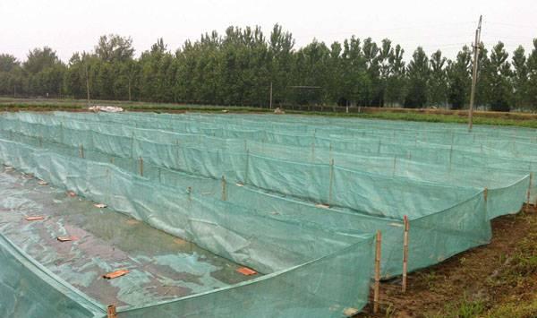 黄鳝的人工饲养技术要点