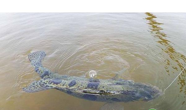 了解鲫鱼习性，注意环境管理