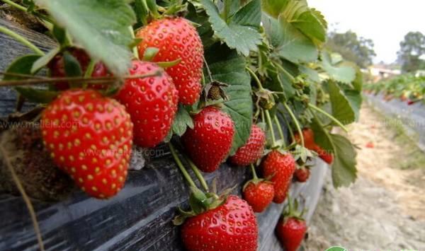 草莓花果期管理