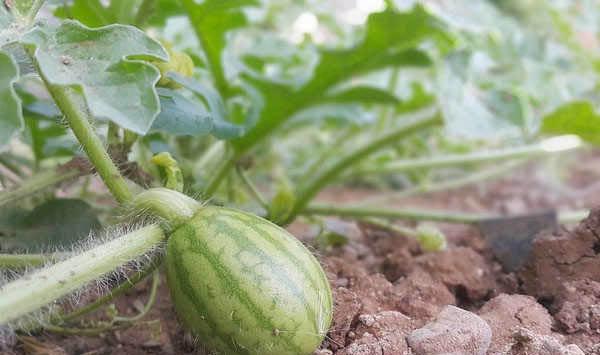 微小型西瓜多层覆盖栽培技术