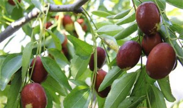 枣龟蜡蚧的为害症状及防治措施