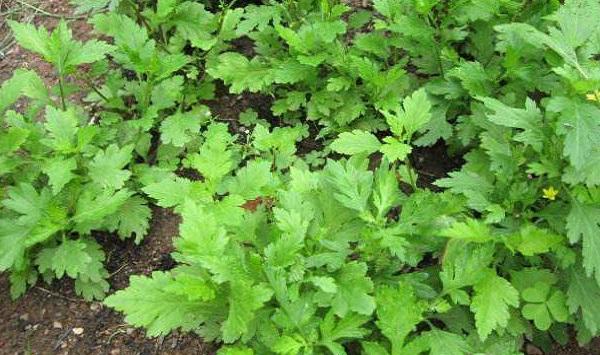 野菜菊花脑的种植方法及注意要点