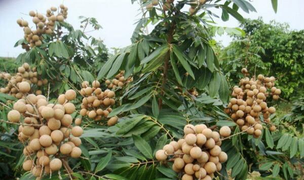 龙眼园蚂蚁为害情况及防治方法