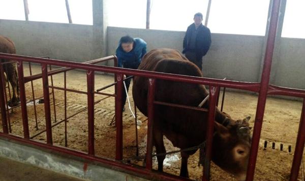 购买牛犊时要注意的4点要求及4种不能买的牛