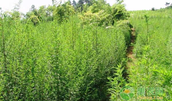 青蒿的主要栽培技术及病虫害防治