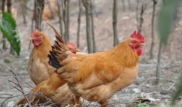 农村散养土鸡可选山地