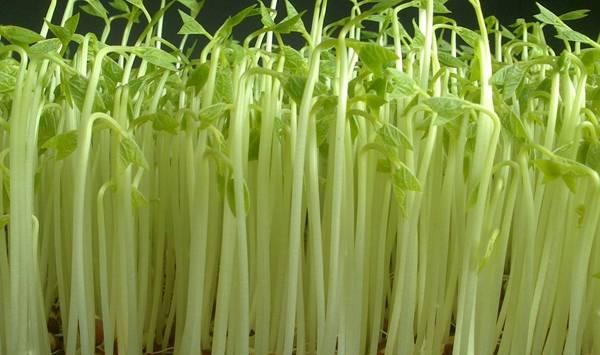 盆栽蔬菜的3种常见播种方法