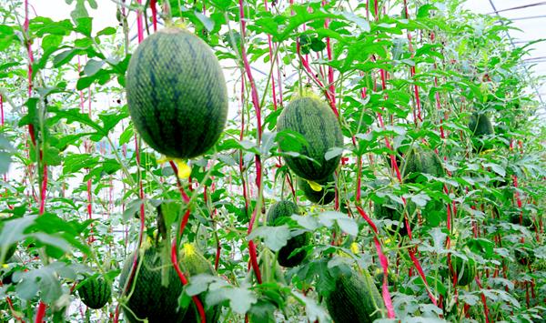 塑料大棚西瓜的种植技术