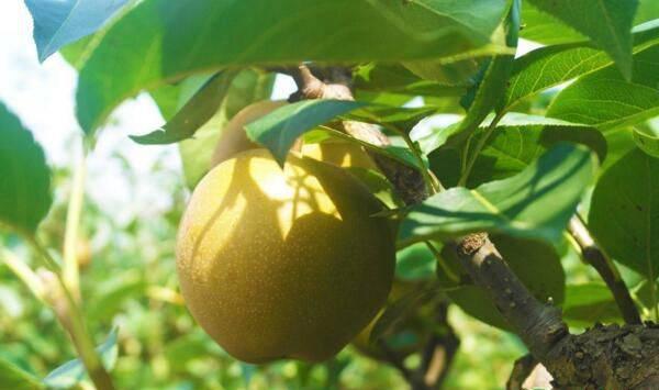 闽北山区砂梨病虫种类及防治措施