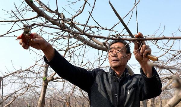 矮化苹果树正确修剪