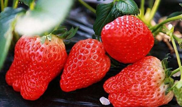 甜查理草莓的品种特性及栽培技术要点