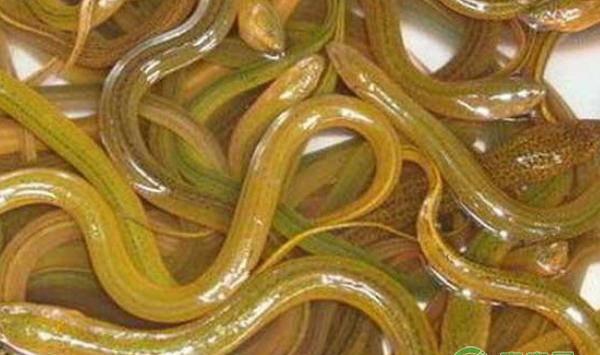 黄鳝的人工饲养技术要点