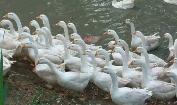 养鹅的几大注意事项