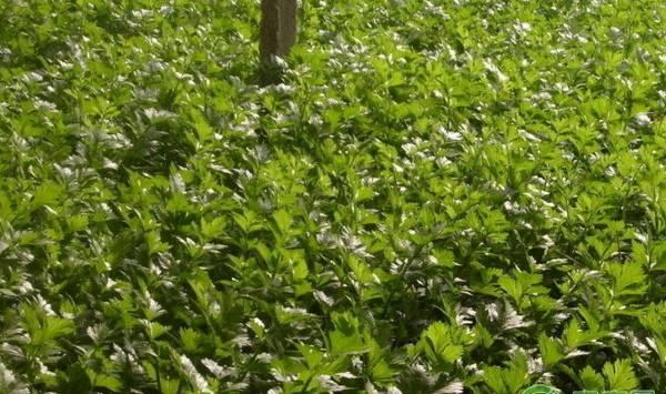 水芹想要高产高量，需要满足的种植条件