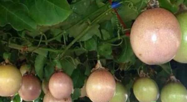 百香果的花期特征及温、湿度管理