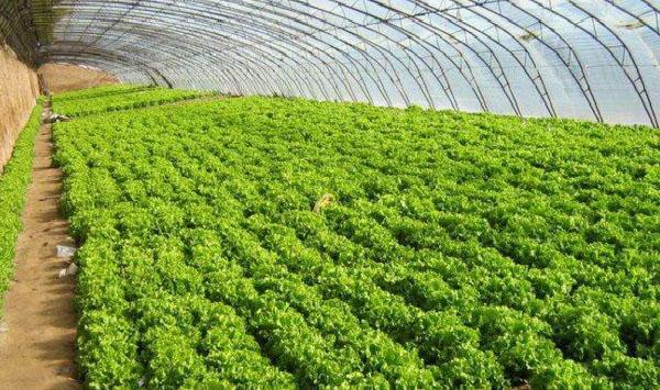 今日大雪，种植户要提前做好农作物“抗冻”准备！