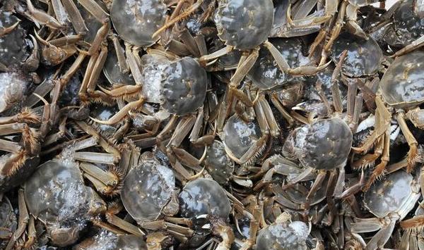 大规格河蟹养殖技术