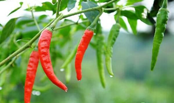辣椒光长叶子不结果是怎么回事