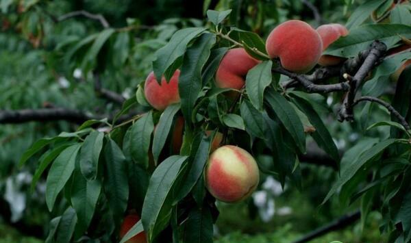 桃树花果管理过程中存在的问题及解决措施