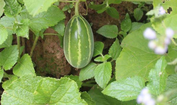 微小型西瓜多层覆盖早熟栽培技术