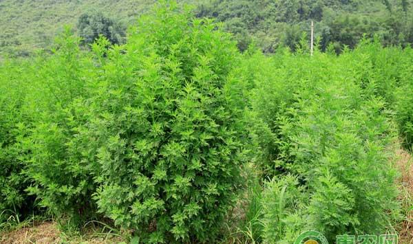 青蒿的主要栽培技术及病虫害防治