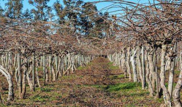 猕猴桃冬季管理